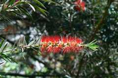 Callistemon citrinus